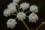 Hairy angelica